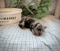 Nolan, a male Miniature Aussiedoodle for sale in Verona, MO – Photo 1 of 4