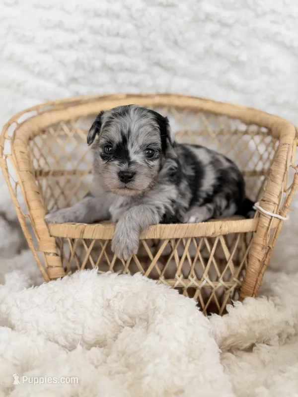 Nolan- Toy – Miniature Aussiedoodle puppy for sale in Verona, MO