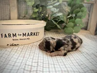 Nolan, a male Miniature Aussiedoodle for sale in Verona, MO – Photo 2 of 4