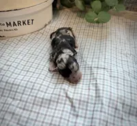 Natalie, a female Miniature Aussiedoodle for sale in Verona, MO – Photo 4 of 4