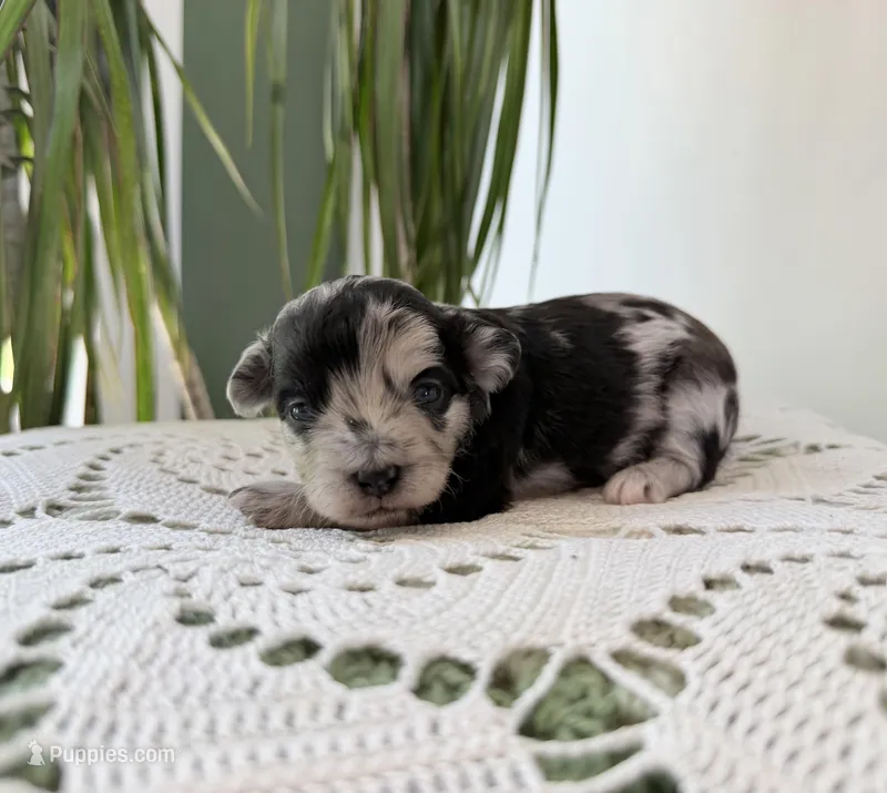 Natalie- Toy  – Miniature Aussiedoodle puppy for sale in Verona, MO