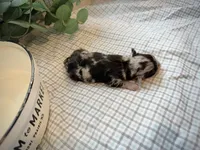 Natalie, a female Miniature Aussiedoodle for sale in Verona, MO – Photo 3 of 4