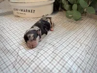 Natalie, a female Miniature Aussiedoodle for sale in Verona, MO – Photo 1 of 4