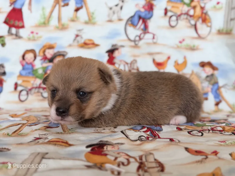 Lorie – Pembroke Welsh Corgi puppy for sale in Verona, MO