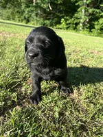 Labrador Retriever #2 and #3 pick, a  Labrador Retriever for sale in Lyles, TN – 3 of 6