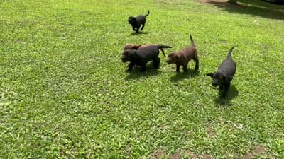Labrador Retriever Black Female, a  Labrador Retriever for sale in Lyles, TN – 5 of 5