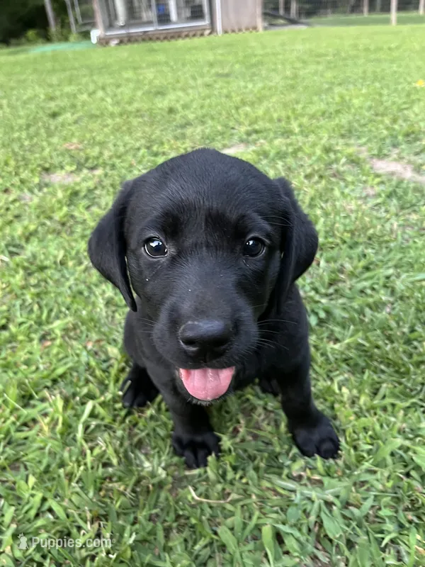 Labrador Retriever Black Female – Labrador Retriever puppy for sale in Lyles, TN