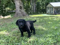 Labrador Retriever Black Female, a  Labrador Retriever for sale in Lyles, TN – 4 of 5