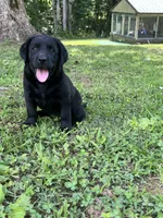 Labrador Retriever Black Female, a  Labrador Retriever for sale in Lyles, TN – 2 of 5