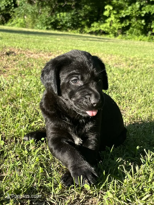 Labrador Retriever #2 and #3 pick – Labrador Retriever puppy for sale in Lyles, TN