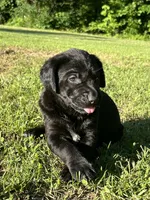 Labrador Retriever #2 and #3 pick, a  Labrador Retriever for sale in Lyles, TN – 1 of 6