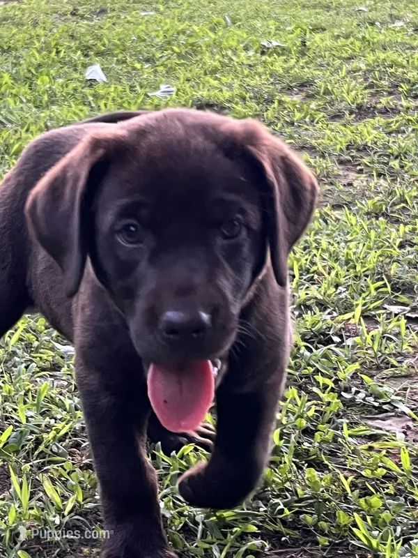 Labrador Retriever Chocolate Female – Labrador Retriever puppy for sale in Lyles, TN
