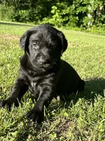 Labrador Retriever #2 and #3 pick, a  Labrador Retriever for sale in Lyles, TN – 2 of 6