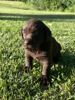 Labrador Retriever, a  Labrador Retriever for sale in Lyles, TN – 2 of 4