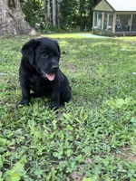 Labrador Retriever Black Female, a  Labrador Retriever for sale in Lyles, TN – 3 of 5