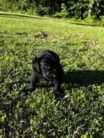 Labrador Retriever #2 and #3 pick, a  Labrador Retriever for sale in Lyles, TN – 5 of 6