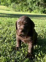 Labrador Retriever, a  Labrador Retriever for sale in Lyles, TN – 1 of 4