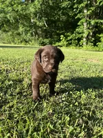 Labrador Retriever, a  Labrador Retriever for sale in Lyles, TN – 4 of 4