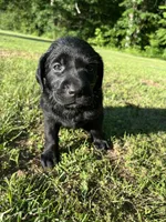 Labrador Retriever #2 and #3 pick, a  Labrador Retriever for sale in Lyles, TN – 4 of 6