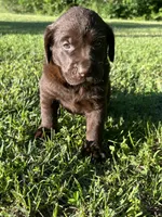 Labrador Retriever, a  Labrador Retriever for sale in Lyles, TN – 3 of 4