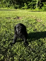 Labrador Retriever #2 and #3 pick, a  Labrador Retriever for sale in Lyles, TN – 6 of 6