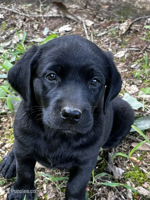 Labrador Retriever #2 and #3 pick – Labrador Retriever puppy for sale in Lyles, TN