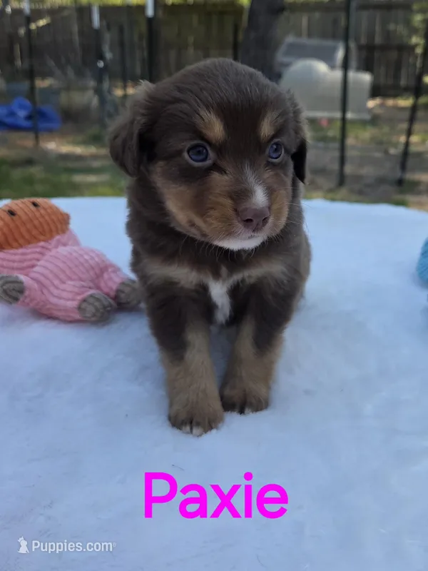 Paxie, ASDR – Miniature Australian Shepherd puppy for sale in Mineola, TX