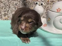 Paxie, ASDR, a female Miniature Australian Shepherd for sale in Mineola, TX – Photo 1 of 2