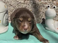 Paxie, ASDR, a female Miniature Australian Shepherd for sale in Mineola, TX – Photo 2 of 2