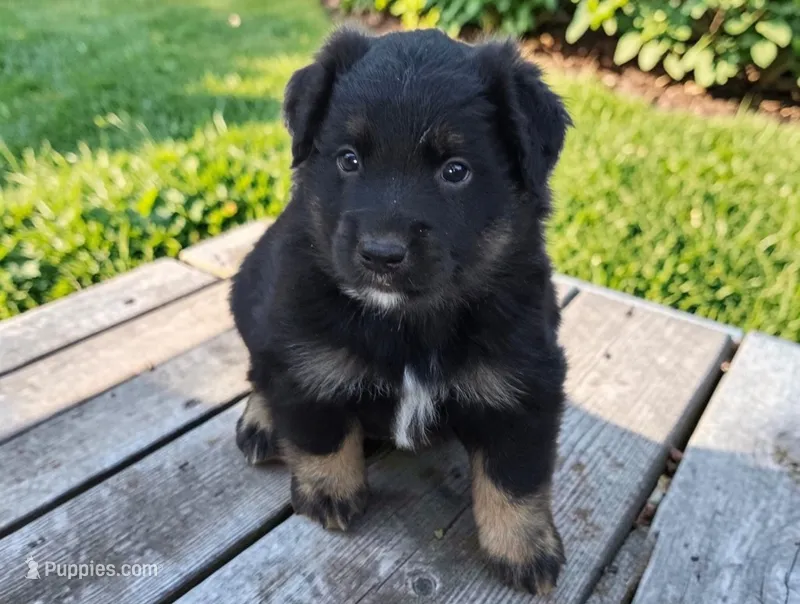 Tan – Australian Shepherd puppy for sale in Mineola, TX