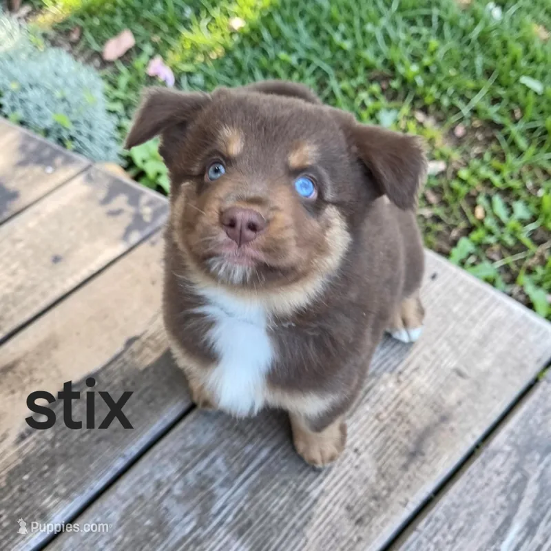 Stix – Australian Shepherd puppy for sale in Mineola, TX