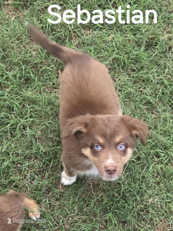 Sebastian – Australian Shepherd puppy for sale in Mineola, TX
