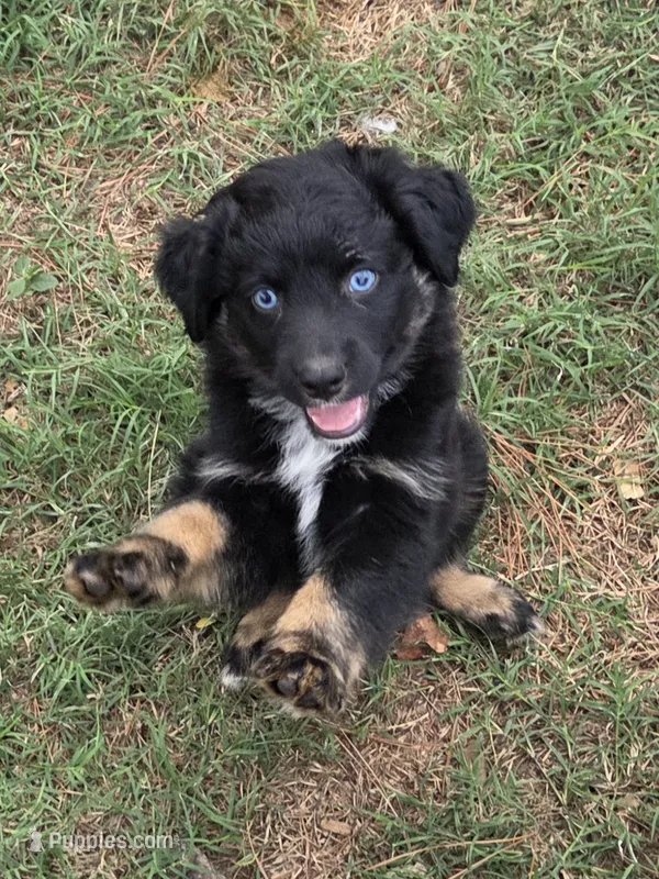 Tad – Australian Shepherd puppy for sale in Mineola, TX