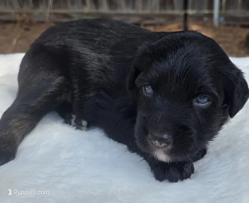 Tad – Australian Shepherd puppy for sale in Mineola, TX