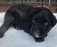 Tad, a male Australian Shepherd for sale in Mineola, TX – 1 of 3