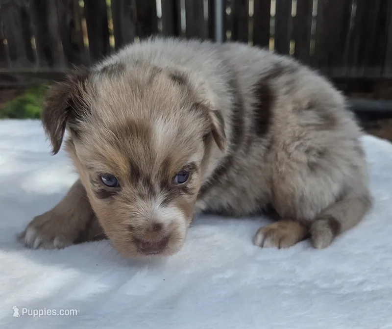 Spence – Australian Shepherd puppy for sale in Mineola, TX