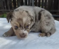 Spence, a male Australian Shepherd for sale in Mineola, TX – 1 of 3