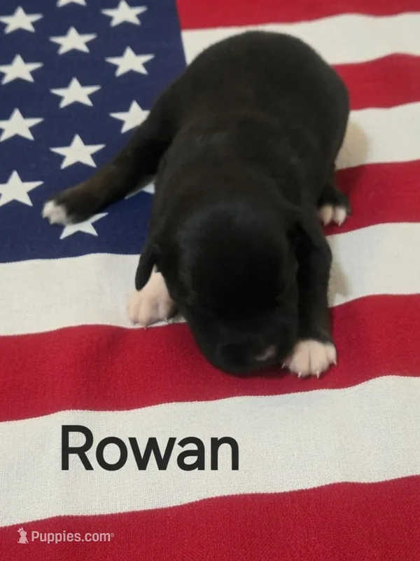 Rowan, ASDR – Australian Shepherd puppy for sale in Mineola, TX