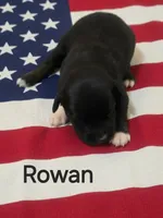 Rowan, ASDR, a male Australian Shepherd for sale in Mineola, TX – 1 of 2