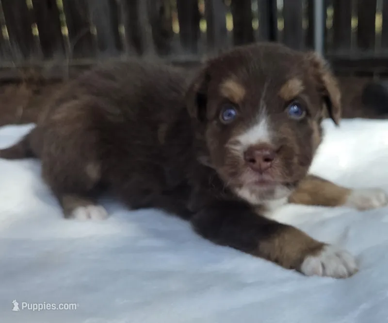 Silas – Australian Shepherd puppy for sale in Mineola, TX
