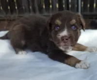 Silas, a male Australian Shepherd for sale in Mineola, TX – 1 of 3