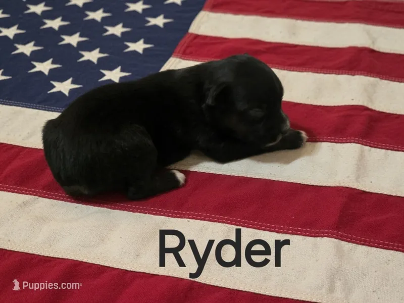 Ryder, ASDR – Australian Shepherd puppy for sale in Mineola, TX
