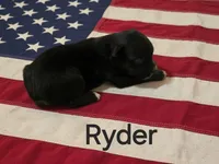 Ryder, ASDR, a male Australian Shepherd for sale in Mineola, TX – 1 of 2