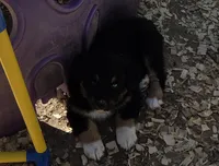 Nick, AKC, a male Australian Shepherd for sale in Mineola, TX – Photo 8 of 8