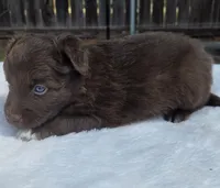 Seth, a male Australian Shepherd for sale in Mineola, TX – 3 of 3