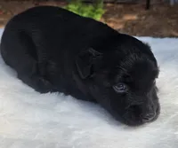 Talia, a male Australian Shepherd for sale in Mineola, TX – 2 of 3
