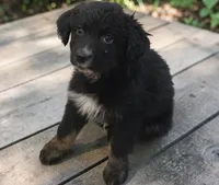 Remi, ASDR, a female Australian Shepherd for sale in Mineola, TX – 2 of 10