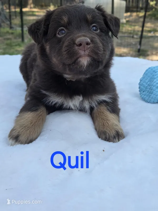 Quil, ASDR – Australian Shepherd puppy for sale in Mineola, TX
