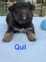 Quil, ASDR, a male Australian Shepherd for sale in Mineola, TX – Photo 1 of 3