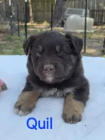 Quil, ASDR, a male Australian Shepherd for sale in Mineola, TX – Photo 2 of 3